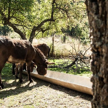 La Taverna Dei Briganti Hotell Cotronei Exteriör bild