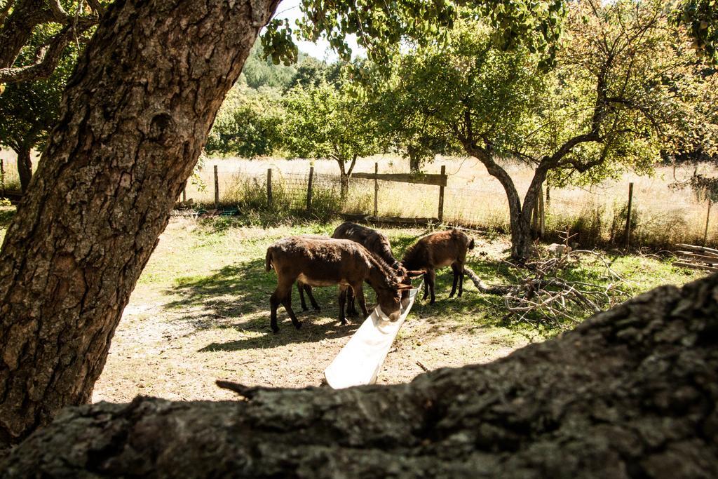 La Taverna Dei Briganti Hotell Cotronei Exteriör bild