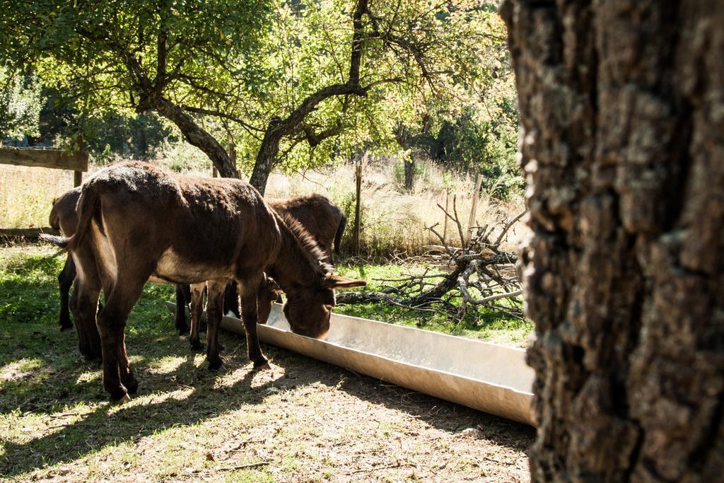 La Taverna Dei Briganti Hotell Cotronei Exteriör bild